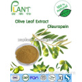 beneficios Extrakt Olivenblattextrakt Pulver Oleuropein 20%